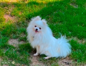 Male Pomeranian Stud Listing Image