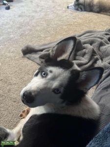 Husky Boy Listing Image