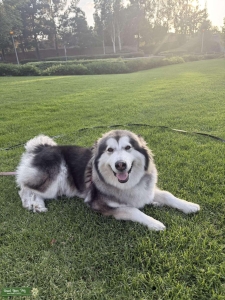 Want stud for my malamute  Listing Image