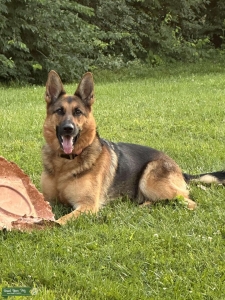 Purebred German Shepherd female Listing Image
