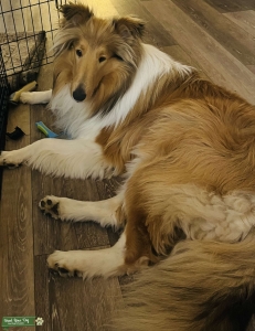 Rough Collie Stud Listing Image