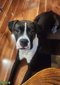 Sealed Brindle Boxer Stud Listing Image