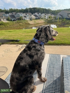 Blue Merle Labradoodle Stud Dog Available Listing Image