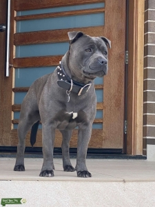 Purebred Blue Staffy Listing Image