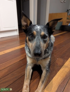 Female Cattle Dog Looking for a Lover Listing Image