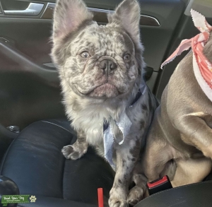 Fluffy French bulldog Listing Image