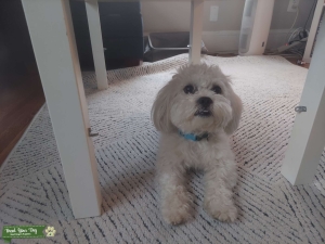Shichon stud Listing Image
