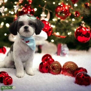 Need A Mail Shihtzu  Listing Image