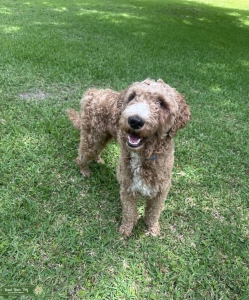Goldendoodle Male Listing Image