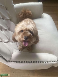 Cavapoo Stud  Listing Image