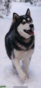 Gently Hustle Malamute Looking for Stud Listing Image
