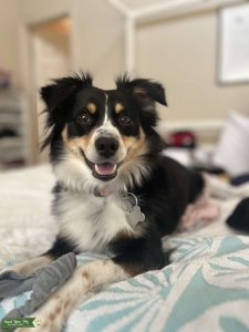 Black tri mini Australian shepherd  Listing Image