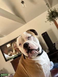 American Bulldog bitch  Listing Image