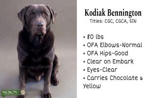 Chocolate Labrador Retriever Listing Image