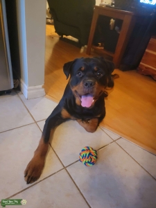 Adorable Rottie Listing Image