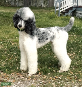 AKC Merle Poodle Stud – Bi-Eyed, Doodle Friendly Listing Image