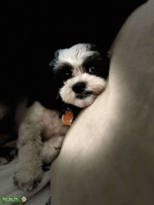 Adorable Maltese Shih-Tzu Stud Ready for Breeding! Listing Image
