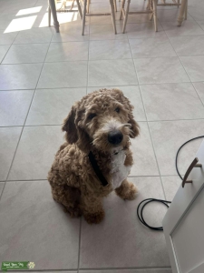 F1B Goldendoodle Listing Image