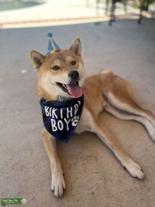 Looking for female Shiba inu Listing Image