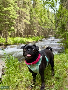 Black Pug Listing Image