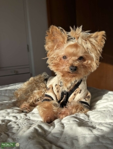 Tricolor Yorkie Listing Image