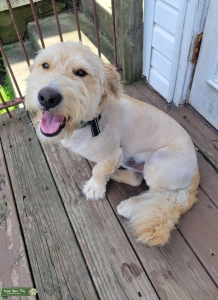 F1 Mini Goldendoodle Listing Image