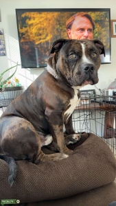 Tri Merle ABKC stud  Listing Image