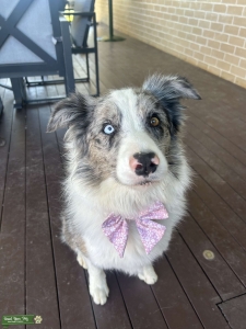 Merle Border Collie Female Listing Image