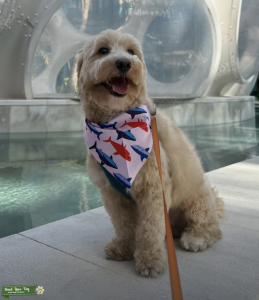 Maltipoo Stud Available  Listing Image