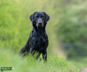 Stunning kc reg black labrador  Listing Image