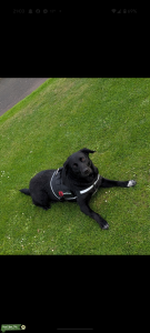 Border collie X lab  Listing Image