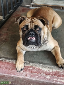 Bulldog mix stud Listing Image
