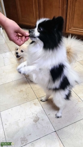 AKC Pomeranian Stud Listing Image