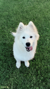Samoyed female  Listing Image