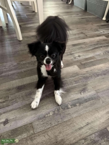 looking for a female to breed with Listing Image
