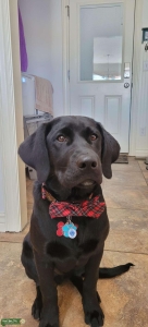 Stud - Black Labrador, Idaho Falls, Idaho Listing Image