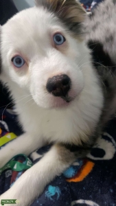 Energetic Aussie female looking for atuf Listing Image
