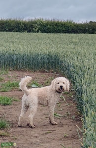 Labradoodle  Listing Image
