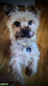 Silkily Male Yorkie 6lb boy Listing Image