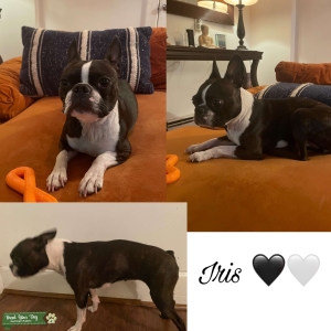 PUREBRED BOSTON TERRIER Listing Image
