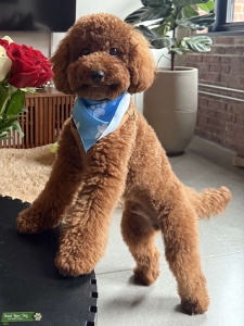 Dark Chocolate F1 Cavapoo Listing Image