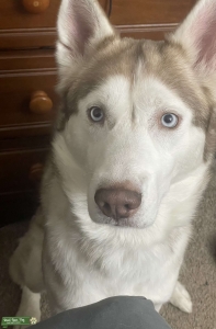 Red/grey Siberian husky Listing Image