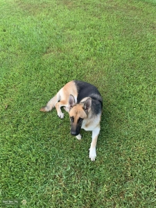 German Shepherd  Listing Image