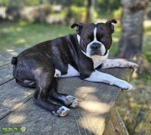Brindle Boston Stud Listing Image