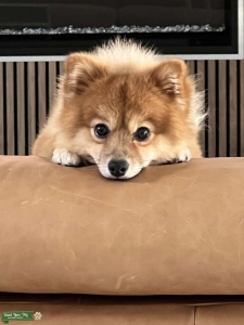1.	“Energetic & Loving Fox-Faced Pomeranian Ready to Meet His Match” Listing Image