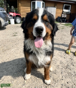 Bernese Mountain Dog Stud Listing Image