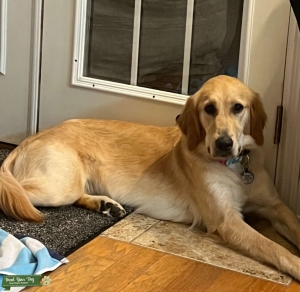 Looking for stud service /breed female golden Listing Image