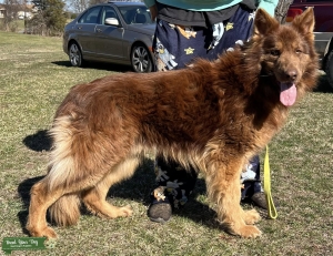 AKC Male Liver German Shepherd Stud Listing Image