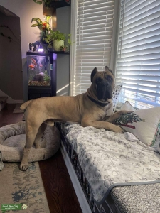 Cane Corso stud Listing Image