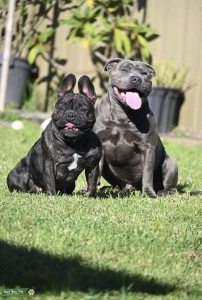 English staffy male  Listing Image